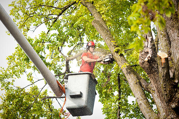 The Steps Involved in Our Tree Care Process in Parkers Prairie, MN